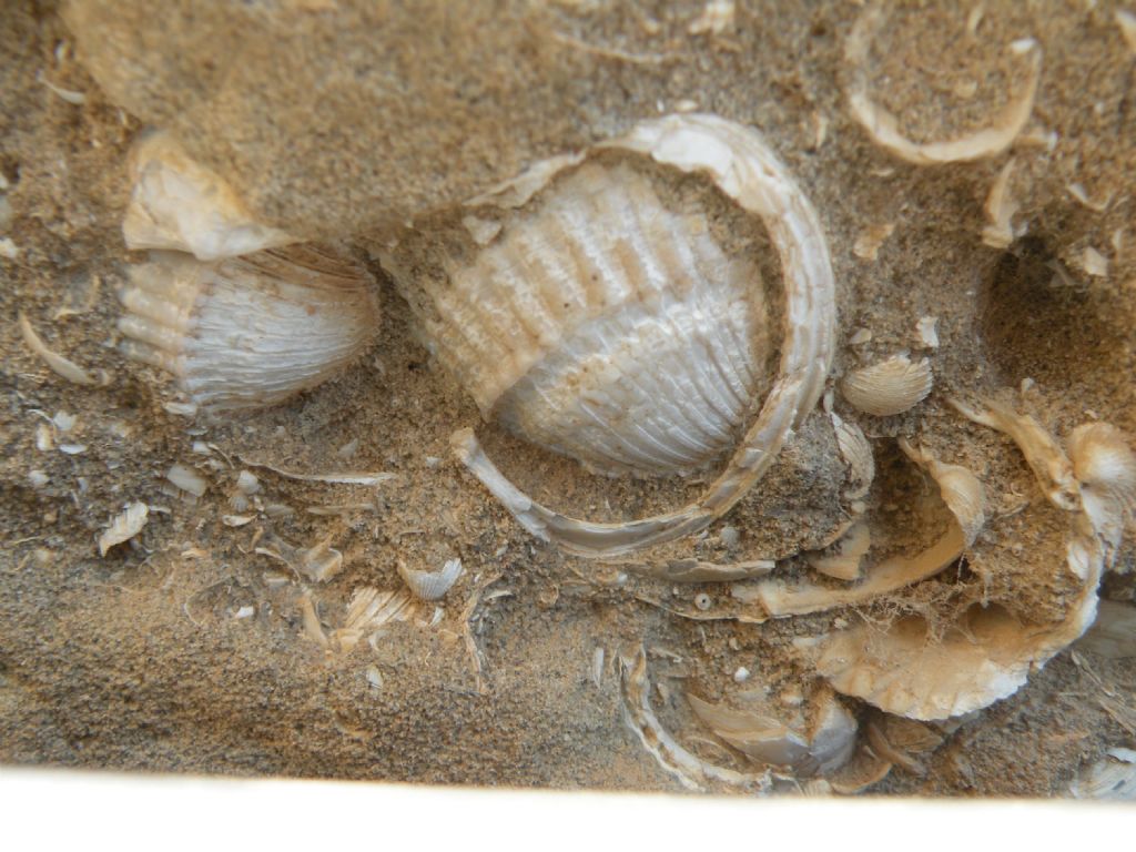 Fossili antichi